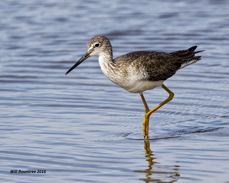 5F1A3017 Greater Yellowlegs.jpg