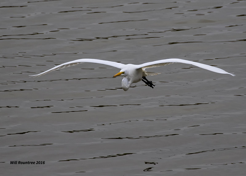 5F1A4348 Great Egret.jpg