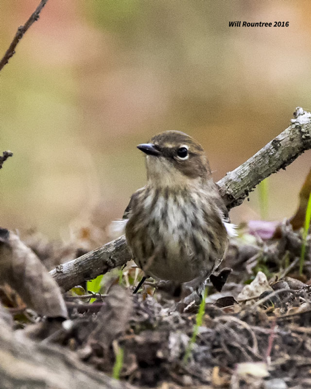 5F1A4434 Myrtle Warbler.jpg