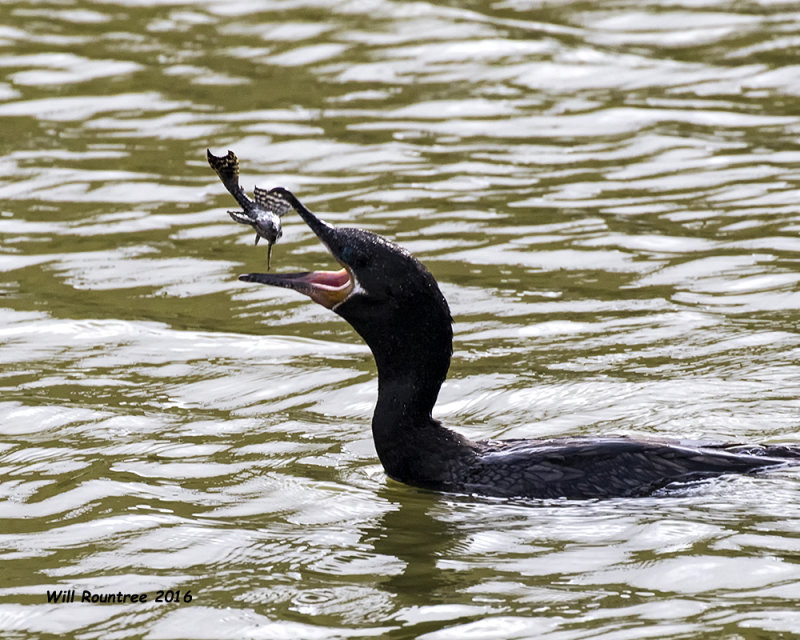 5F1A5158 Neotropic Cormorant.jpg