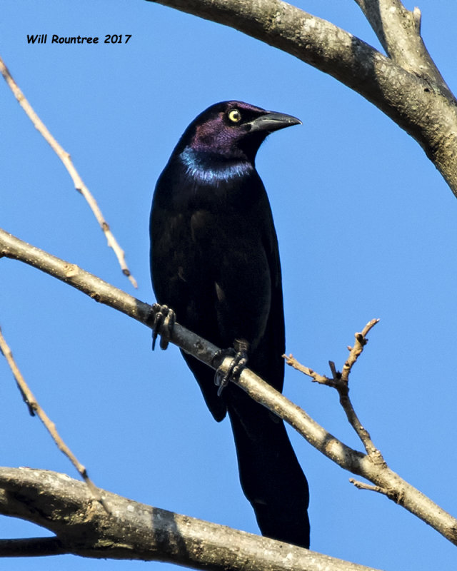 5F1A6602 Great-tailed Grackle.jpg