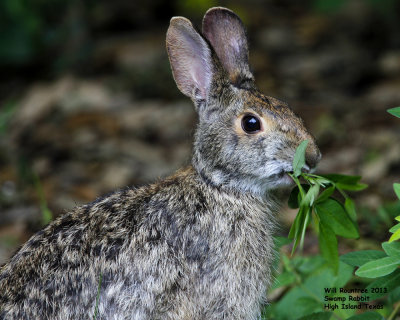 _MG_9573_Rabbit.jpg