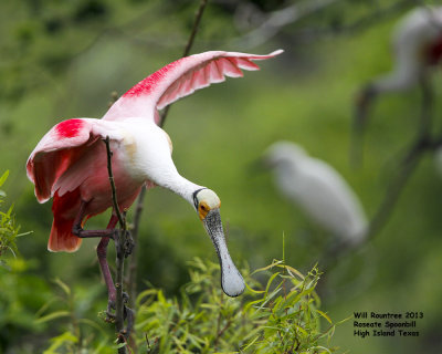 _MG_9728_RoseateSpoonbill.jpg