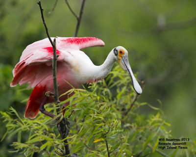 _MG_9759_RoseateSpoonbill.jpg
