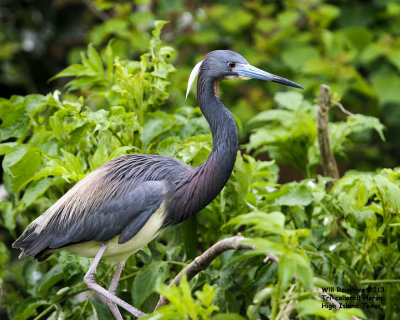 _MG_9944_TricolorHeron.jpg