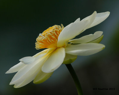 _MG_0221_Lotus.jpg