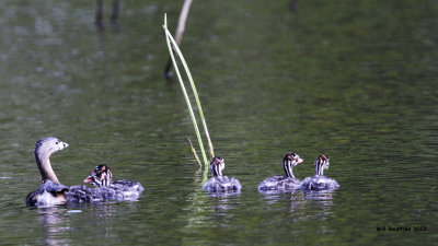 _MG_0253_PiedbillGrebe.jpg