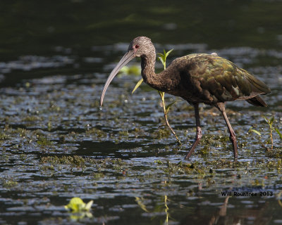 _MG_0299_WfaceIbis.jpg