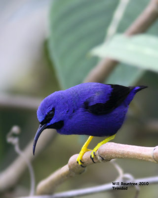 IMG_6012_PurpleHoneycreeper.jpg