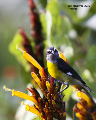 IMG_6041_Bananaquit.jpg