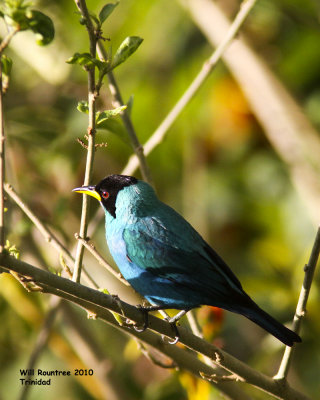 IMG_6068_GreenHoneycreeper.jpg