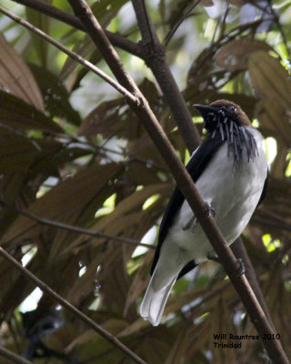 IMG_6757_BeardedBellbird.jpg