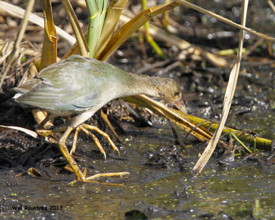 _MG_0917_PurpleGallinule.jpg