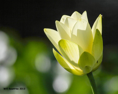 _MG_0948_Lotus.jpg
