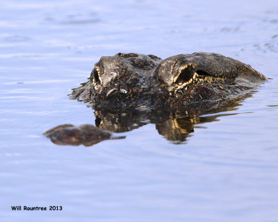 _MG_1041_Gator.jpg