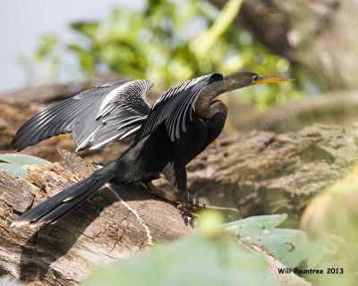 _MG_1086_Anhinga.jpg