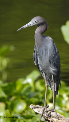 _MG_1092_LilBlueHeron.jpg