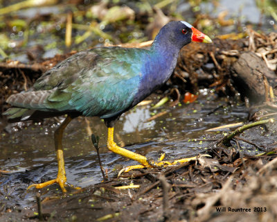 _MG_1138_PurpleGallinule.jpg