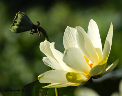 _MG_1190_Lotus.jpg