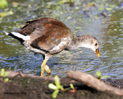 _MG_1222_CommonGallinule.jpg