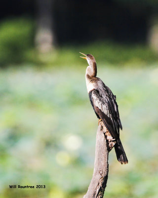 _MG_1264_Anhinga.jpg