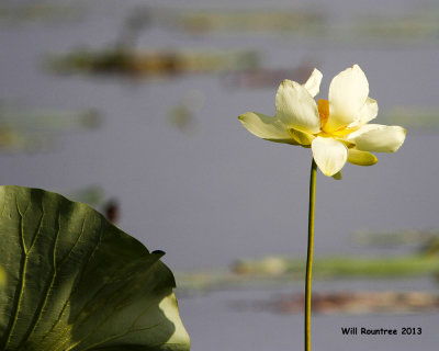 _MG_1308_Lotus.jpg