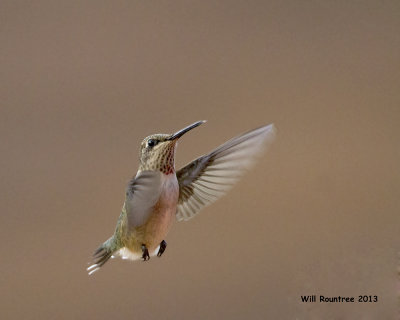 _MG_2173_hummer.jpg