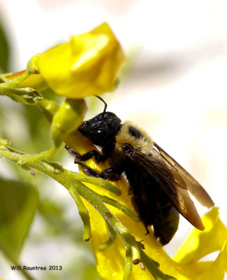_MG_3253_Bumblebee.jpg