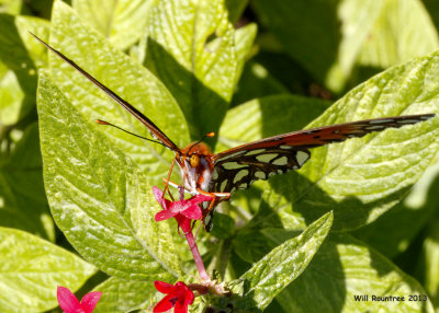 _MG_3332_GulfFrit.jpg