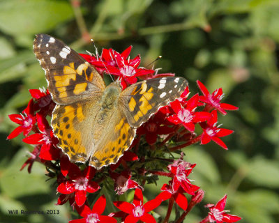 _MG_3421_PaintedLady.jpg