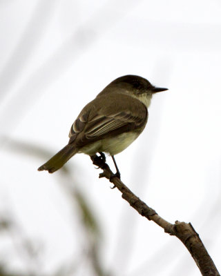 _MG_3605_EPhoebe.jpg