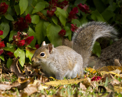 _MG_3713_Squirrel.jpg
