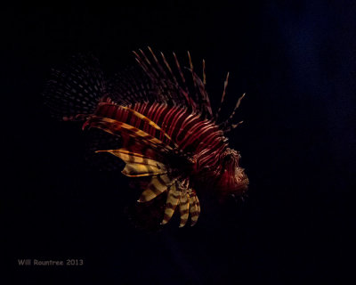 IMG_1522_LionFish.jpg