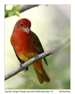 _MG_4502_SummerTanager.jpg