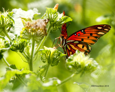 _MG_8999_GulfFritterary.jpg