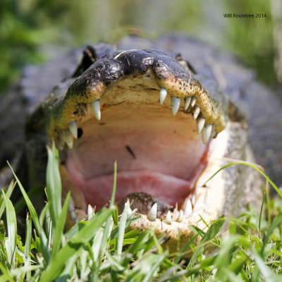 _MG_9043_Gator.jpg