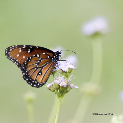 _MG_9069_Queen.jpg