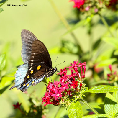 IMG_0728_Swallowtail.jpg