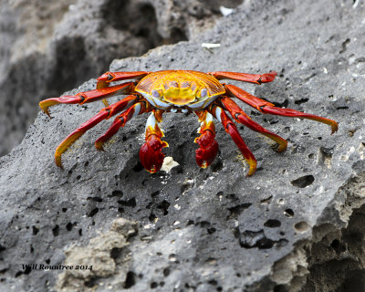 IMG_4324_SallyLightfootCrab.jpg