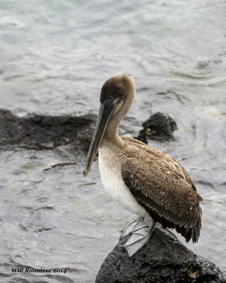 IMG_4337_BrwnPelican.jpg