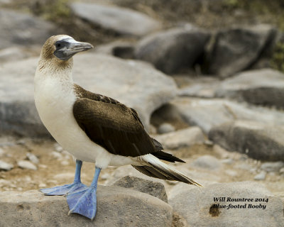 IMG_5263_BlfootBooby.jpg