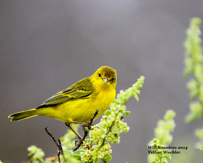 IMG_5445_Yellow Warbler.jpg