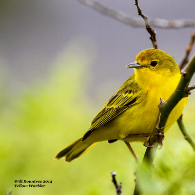 IMG_5459_Yellow Warbler.jpg