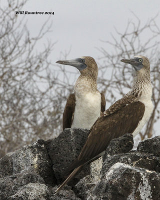 IMG_5893_BlueFootedBooby.jpg