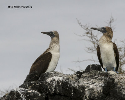 IMG_5900_BlueFootedBooby.jpg