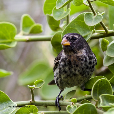 IMG_5945_Finch.jpg