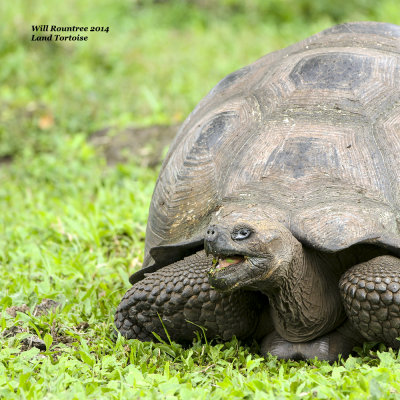 IMG_6296_Tortoise.jpg