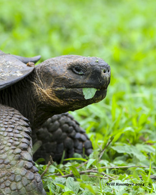 IMG_6389_Tortoise.jpg