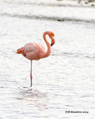 IMG_6506_Flamingo.jpg