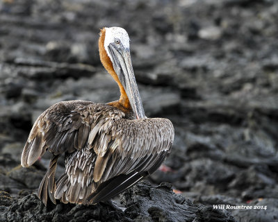 IMG_6832_Pelican.jpg